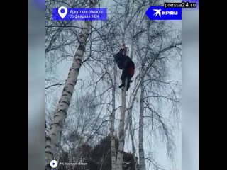 В Иркутской области спасатели сняли лесоруба с высокого дерева  Хозяйка дачи хотела спилить берёзы