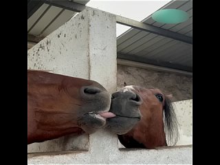 Почти французский поцелуй😁