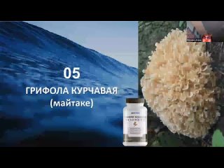 БАДы NewWave Грибной усилитель иммунитета. Mushroom Immune Booster 2