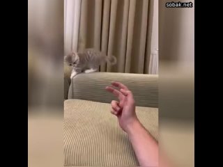 Котик и злая рука