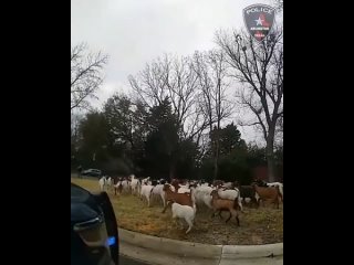 В Техасе из заповедника сбежали сотни коз, ловить их по городу пришлось полицейским