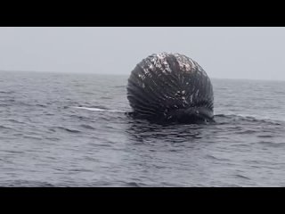 Гигантский «шар» в океане удивил пользователей сети!