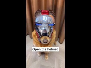 Шлем для собаки