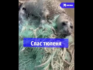 🦭 Малыша тюленя спасли в Дагестане