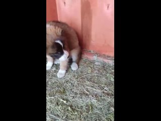 Video by Фонд помощи бездомным животным “Арчибальд“