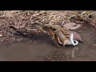 Воробей принимает ванну в талой воде