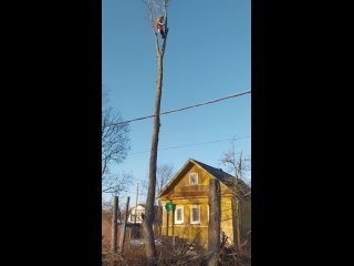 Видео от Спил Аварийных Деревьев. г. Малая Вишера