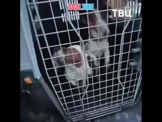 🇷🇺 Волонтёры Новосибирска спасли более 30 собак у заводчиков, которые держали их в ужасных условиях