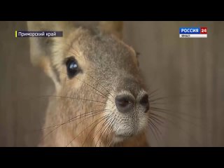 «Зайце-олене-свин»: необычный зверек удивляет посетителей приморского зоопарка