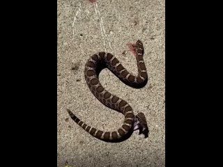 Rattlesnake-bites-itself-even-after-it-s_3.mp4