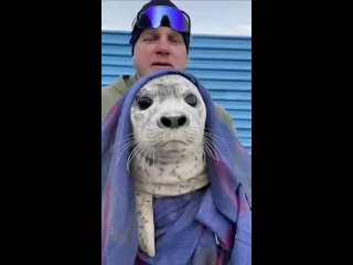 ️Пост добра: во Владивостоке тюлененка спасли благодаря собаке