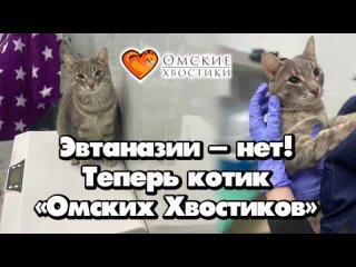 Эвтаназии  нет! Теперь котик Омских хвостиков! | Моби