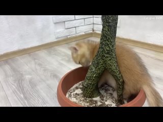 Котенок учит щенка лазить по дереву, пока мама кошка не видит