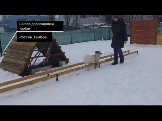 Дворняга Стелла. Когда нелюбимое упражнение постепенно стало  любимым.