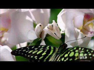 Deadly Disguised Orchids _ World’s