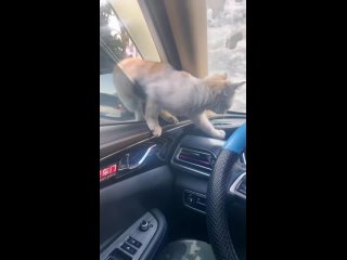 История кошки, которая залезла в случайную машину и так нашла себе дом... Владелец авто сжалился и решил приютить её.❤️❤️❤️