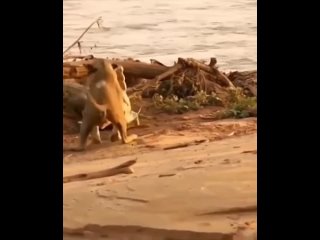 Львица против крокодила