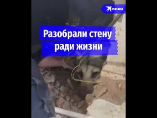 В Грозном разобрали стену магазина, чтобы достать застрявшего пса