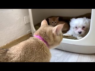 Мама кошка удивлена, что ее котенок спит рядом с щенком.
