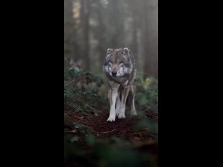 🐺В волчьей стае есть не только главный волк — вожак, но и главная самка-волчица
