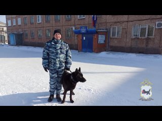 Полиция Иркутской области. МВД - Братск. Служебная собака.