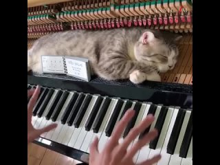 Кот и пианино