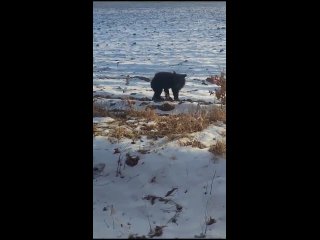 Медведя-сироту спасли в Приморье