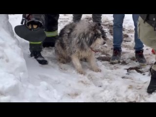 Спасение собаки в Мытищах