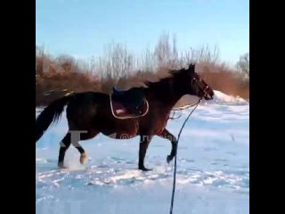 Семья из белгородского Грайворона оставила все вещи, но вывезла из-под обстрелов лошадь на последнем месяце беременности.