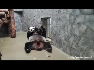 В Московском зоопарке показали умилительные игры Д