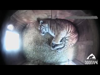 🐅 Мастер-класс по сну от амурских тигров
 
Матиас и Лаффи из челябинского зоопарка показывают, как правильно отдыхать в течение