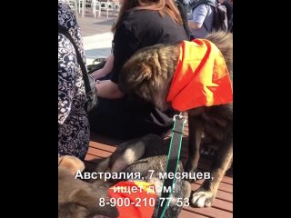 Видео от “У Кейт“. Екб.  Собаки и кошки ищут дом.