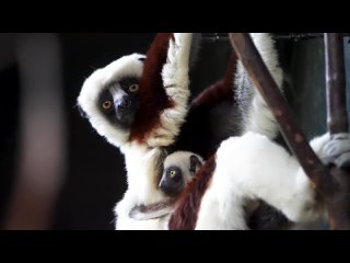 Video by chesterzoo