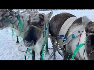 Дали старт Году семьи за полярным кругом — в Ненецком автономном округе