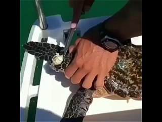 Рука помощи: как мы спасли черепаху.