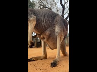 Как начинается новый день у кенгуру