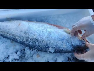 Видео от Рыбное изобилие