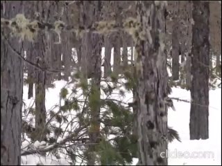 Охрану краснокнижных оленей усилили на севере Сахалина