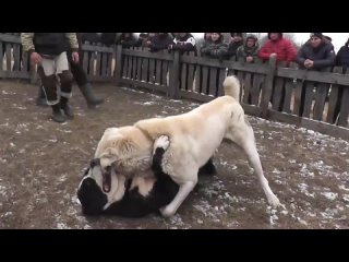 Видео от Мухаммада Шамситдинова