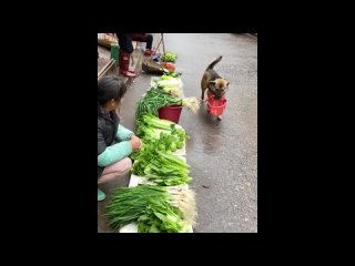 Собака, которая покупает на рынке продукты для своей хозяйки! Невиданное для мытищь