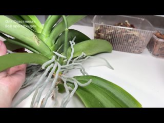 Омолодить орхидею: верхушка орхидеи и пенек орхидеи