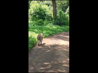 Видео от Сафари в Танзании -