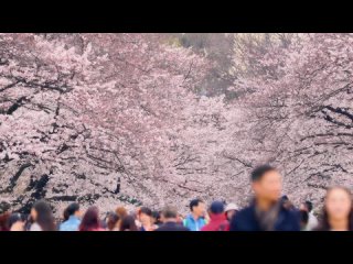 Мир безмятежности. Живущий среди деревьев Living Among Trees