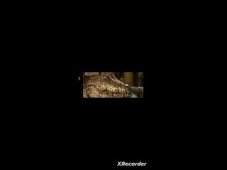 Астерикс и Обеликс: Миссия Клеопатра (2002). Отрывок. Крокодилы съели ягненка.