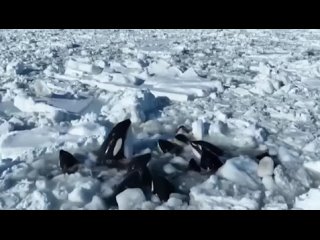 A pack of orcas dies trapped by ice off the coast of Japan