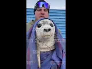 Маленького истощенного тюленя выбросило на берег во Владивостоке