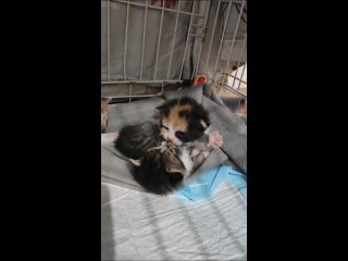 Видео от “Поможем Кисоньке!“ Приют для кошек