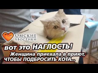 Вот это НАГЛОСТЬ! Женщина приехала в приют, чтобы подкинуть кота...