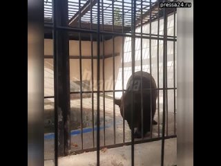 В Казанском зооботсаде два бурых медведя живут в малюсеньких клетках, где невозможно даже лечь  их