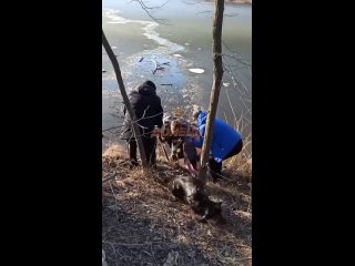 Боец армии России в Донбассе спас застрявшую на льдине собаку  Для этого ему пришлось окунуться в ледяную воду.
